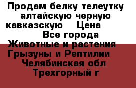 Продам белку телеутку алтайскую,черную кавказскую. › Цена ­ 5 000 - Все города Животные и растения » Грызуны и Рептилии   . Челябинская обл.,Трехгорный г.